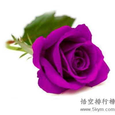 紫玫瑰哪个品牌好？十大紫玫瑰品牌推荐